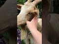 Goats love cuddles too