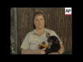 USA: LOS ANGELES ZOO: ZOE THE CHIMP MAKES FRIENDS