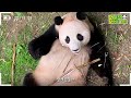 (SUB) Kid Panda Understands Korean And Plays Pranks│ Panda World🐼