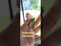 1st Monarch Butterfly 2024