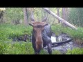 Moose struggles to get out of spring