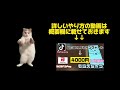 TikTokライト新規インストールしてPayPay4000円以上GETした話🔰【猫ミーム】cat meme 【猫マニ】【猫マニア】