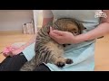 Baby Kitty LuLu (ENG SUB)