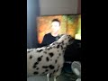 MILO THE DALMATION BARKING AT THE TV ( THE SEQUAL)