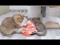 Try Not To Laugh 🤣 Funniest Cats and Dogs 2023 😹🐶 Part 12