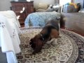 Otis the Basset Hound putting on a show