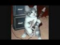 woah a cat with a guitar