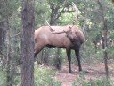 Elk thrash-urinating at Grand Canyon