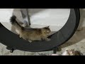 Kitsune in a Cat Exercise Wheel