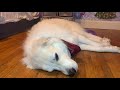 10 tips for training a Great Pyrenees