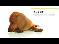 8 Crazy Facts About Dachshunds You Need To Know