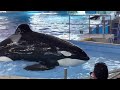 SeaWorld San Antonio Orca Encounter - Killer Whales