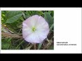 Catherine Boone - Wilde bloemen en planten in België