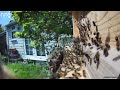 Honey Bee Swarm Arrival At Swarm Trap / Bait Hive.