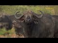 Crazy Tigers Recklessly Enter Wild Horse Territory Hunt Their Young And What Happens Next?