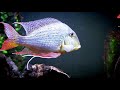 Top 9 Best Cichlids for Community Tanks!