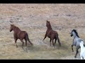 Beautiful Wild Horses | Peaceful Nature Video