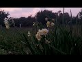 제주에서 해질녘 수선화/ 저작권없는 듣기좋은 배경음악과함께하는 무편집 영상/daffodils at dusk in Jeju