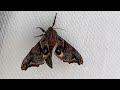 The gorgeous Small- Eyed Sphinx moth