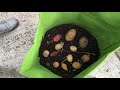 How To Grow Potatoes In Bags. Trồng Khoai Tây Trong tú vải