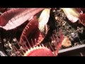 Venus Flytraps In Action ! !   A Compilation