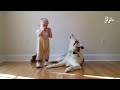 The Most Dramatic Husky | BEST Husky Compilation 😍