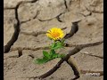 O deserto não é  para sempre!