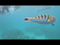 Great Barrier Reef (Rough Edit)