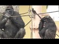 Recent news of an grandma gorilla with a leg injury.｜Shabani Group Nene