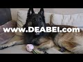 WORKING or SHOW Line Dog? | Belgian Shepherd Tervuren | Things to Know