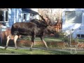 I followed this moose home from school today in Anchorage, Alaska.