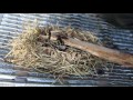 Hand Drill Friction Fire: How-to guide for the UK.