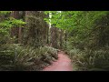 Redwood Forest Soundscape | 4K virtual forest walk | relaxing nature sounds | background ambience |