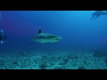 Shark Dive teaser - Molokai, Hawaii