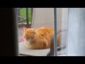 Fluffy orange cat loaf caught on spy cam! (cat cam series)