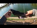 What Bait REALLY Catches More Catfish?! (Lost a Rod)