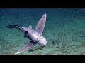 The Mysterious Ghost Shark