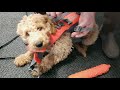 Labradoodle TommyBear Learns How to Swim