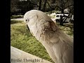 Birdie Thoughts 2