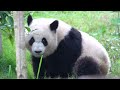 有一只小熊在向你靠近【Panda：♂北侠Bei Xia】成都大熊猫繁育研究基地#大熊猫 #panda