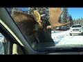 Moose licks car - Close encounter - Alberta Canada