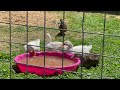 Goldendoodles Visit the Baby Geese