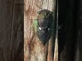 Cicada making noise up close