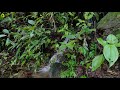 Water Stream in the Forest | Relaxing White Noise Water Sounds for Sleep, Relaxation