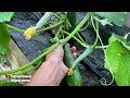 Cucumbers will overwhelm you with a harvest if you apply these 5 secrets during cultivation