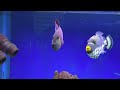 Clown Triggerfish Care Guide - Predator & Big Fish FOWLR Tank