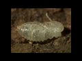 Secrets of the African Jungle : Termites