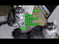 Cats Review The Hepper NomNom Food Bowl