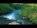 Wild song of Forest Birds - Peaceful Stream Amidst Green Forest, Undulating Hills and Mountains