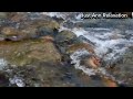 Gentle sounds of stream | soothing sound of water stream to calm the mind,stress relief & anxiety